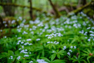 Yazın yapraklarla, yapraklarla, yapraklarla ve çalılarla doludur.