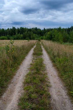 Sonbaharda ormanda turistik bir patika. Yolda sarı yapraklar var.