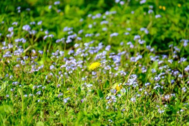 yeşil yaz çayırları çiçek ve çimenlerle soyut desen