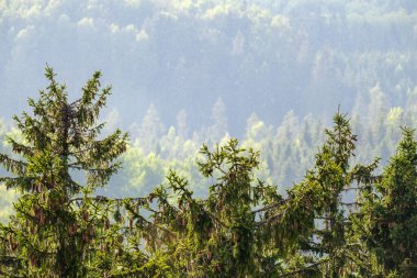 Orman manzarası yukarıdan sisli ve sisli, uzak ufukta yaz manzaralı
