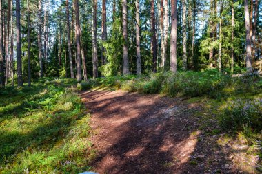 Sonbaharda ormanda turistik bir patika. Yolda sarı yapraklar var.