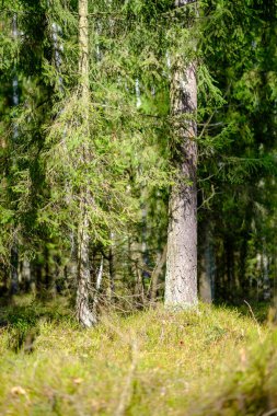 Baharda ağaç gövdeleri ve tepeleri olan güneşli eski orman, güneş ışınlarıyla kaplanmış yosunlar.
