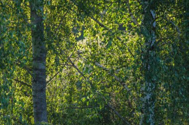 Yazın yapraklarla, yapraklarla, yapraklarla ve çalılarla doludur.
