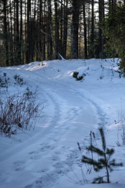 Kar altında ağaçlar olan büyülü kış ormanı. Kırsalda güneşli bir gün