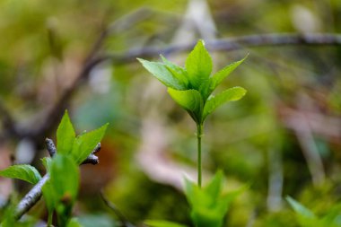 Tarafsız arka planda, baharda küçük ağaç dalları. Taze yeşil yapraklı soyut