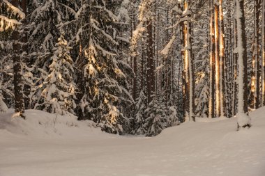 Ağaçların gövdesi kış ormanlarında karla kaplı ve dalların arasından parlayan güneş.