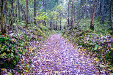 Sonbaharda ormanda turistik bir patika. Yolda sarı yapraklar var.