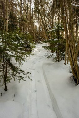 Kar altında ağaçlar olan büyülü kış ormanı. Kırsalda güneşli bir gün