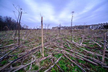 Yeşil çayır ve mavi gökyüzü olan kır manzarası. Basit kırsal