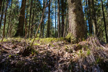 Baharda ağaç gövdeleri ve tepeleri olan güneşli eski orman, güneş ışınlarıyla kaplanmış yosunlar.