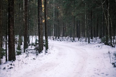 Kar altında ağaçlar olan büyülü kış ormanı. Kırsalda güneşli bir gün