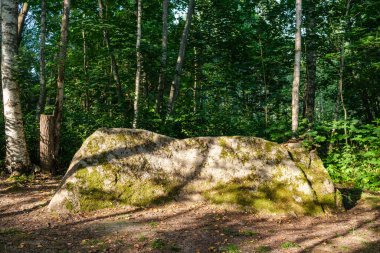 Zaman içinde yosun ve çatlaklarla dolu vahşi ormanda büyük taşlar.