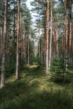 Ağaç gövdesi desenli arka plan. Bahar ormanlarında beyazlatıcı renklerle.