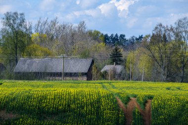 Yeşil çayır ve mavi gökyüzü olan kır manzarası. Basit kırsal