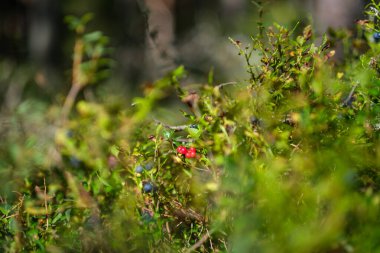 Yeşil orman yatağında kırmızı yaban mersini.