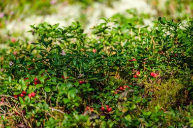 Yeşil orman yatağında kırmızı yaban mersini.