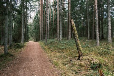 Bahar ormanındaki güzel çakıllı patika yolu. Yapraksız ağaçlar