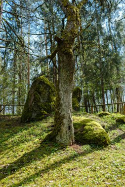 Ormandaki doğal ortamda büyük bir ağaç gövdesi.