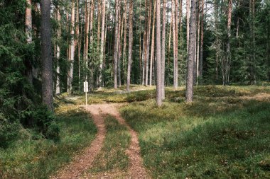 Bahar ormanındaki güzel çakıllı patika yolu. Yapraksız ağaçlar