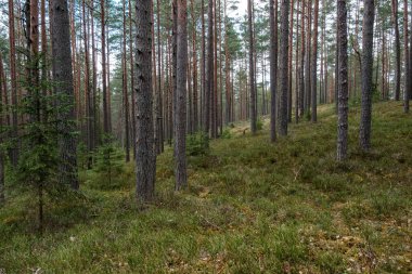 Ağaç gövdesi desenli arka plan. Bahar ormanlarında beyazlatıcı renklerle.