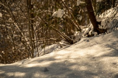 Kar altında ağaçlar olan büyülü kış ormanı. Kırsalda güneşli bir gün
