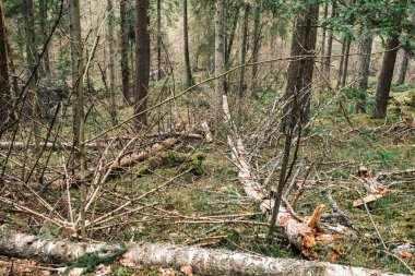 Ağaç gövdesi desenli arka plan. Bahar ormanlarında beyazlatıcı renklerle.