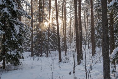Ağaçların gövdesi kış ormanlarında karla kaplı ve dalların arasından parlayan güneş.