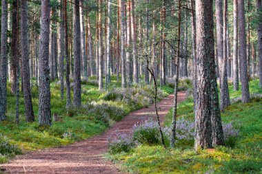 Sonbaharda ormanda turistik bir patika. Yolda sarı yapraklar var.