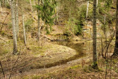 Bahar ormanındaki güzel çakıllı patika yolu. Yapraksız ağaçlar
