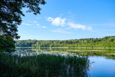 Yeşil yapraklı ormandaki manzaralı yaz nehri manzarası ve akarsudaki kum ve kayalarla alçak su.