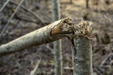 Ağaç gövdesi ormanda odun ve şömine için tepiniyor.