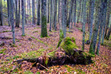 Kahverengi tonları olmayan ağaç gövdeleri olan karanlık sonbahar ormanı.