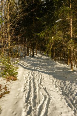 Kar altında ağaçlar olan büyülü kış ormanı. Kırsalda güneşli bir gün