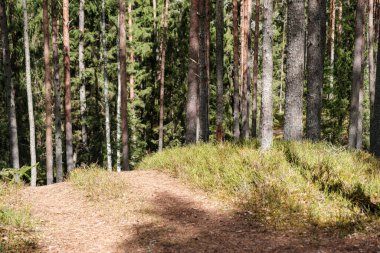 Bahar ormanındaki güzel çakıllı patika yolu. Yapraksız ağaçlar