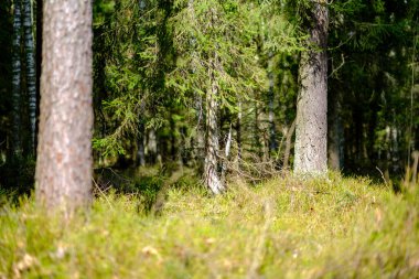 Baharda ağaç gövdeleri ve tepeleri olan güneşli eski orman, güneş ışınlarıyla kaplanmış yosunlar.