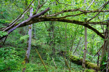 Yazın yapraklarla, yapraklarla, yapraklarla ve çalılarla doludur.