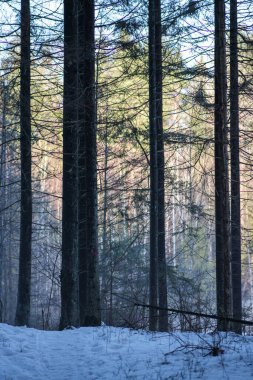 Ağaçların gövdesi kış ormanlarında karla kaplı ve dalların arasından parlayan güneş.