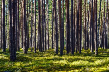 Ağaç gövdesi desenli arka plan. Bahar ormanlarında beyazlatıcı renklerle.