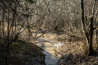 Kırsal orman nehri kıyılarında mavi su ve kayalıklarla ilkbahar bitkileri