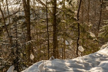 Ağaçların gövdesi kış ormanlarında karla kaplı ve dalların arasından parlayan güneş.