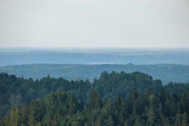 Orman manzarası yukarıdan sisli ve sisli, uzak ufukta yaz manzaralı