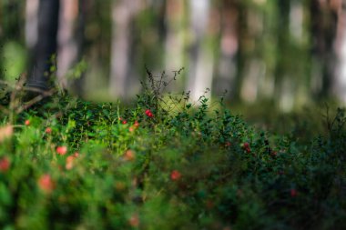 Yeşil orman yatağında kırmızı yaban mersini.