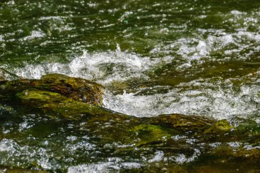 Yaz mevsiminde, taşlı ve alçak sulu yeşil ormanlık bir nehir deresi.