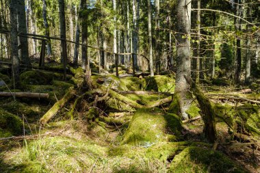 Doğal yaz ormanı çalılar, ağaç gövdeleri ve yerde yosunlar ile doludur. Doğa, kuşlar ve hayvanlar için saklıdır.
