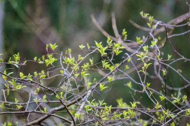 Tarafsız arka planda, baharda küçük ağaç dalları. Taze yeşil yapraklı soyut
