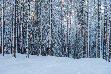 Ağaçların gövdesi kış ormanlarında karla kaplı ve dalların arasından parlayan güneş.