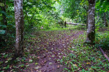 Sonbaharda ormanda turistik bir patika. Yolda sarı yapraklar var.