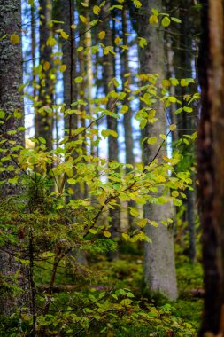 Kahverengi tonları olmayan ağaç gövdeleri olan karanlık sonbahar ormanı.
