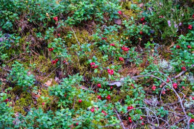 Yeşil orman yatağında kırmızı yaban mersini.