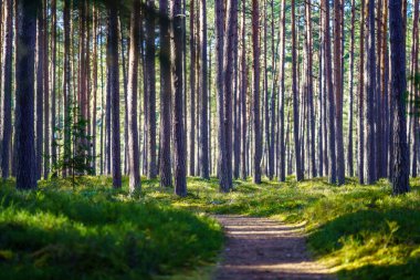 Ağaç gövdesi desenli arka plan. Bahar ormanlarında beyazlatıcı renklerle.